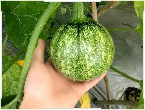 小染吃瓜社,揭秘娱乐圈那些不为人知的幕后故事