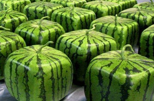 晋江论坛哪里吃瓜,揭秘热门吃瓜地点，一网打尽热门话题