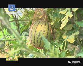 吃羊奶瓜的视频,天然美味，营养丰富的健康食品