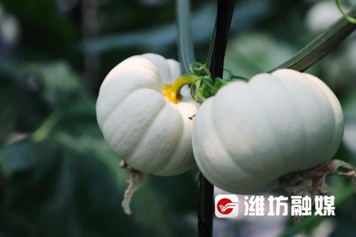 潍坊8203现场吃瓜,全民吃瓜，共享欢乐时光