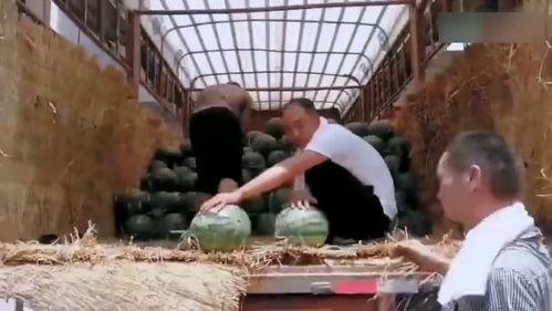 天津吃瓜搞笑现场,笑料百出引人围观