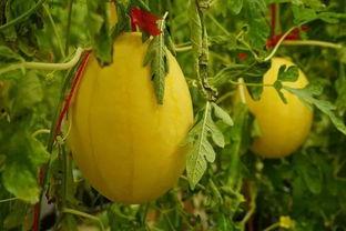 黄色瓜吃瓜群,网络社交新现象背后的故事