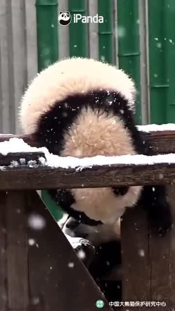 吃瓜小熊后妈,吃瓜小熊后妈的逆袭之路