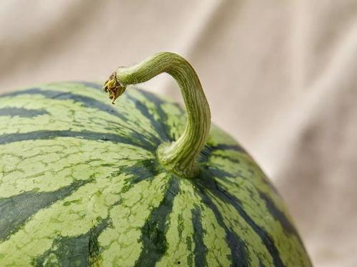 上海钢铁吃瓜,吃瓜群众眼中的风云变幻