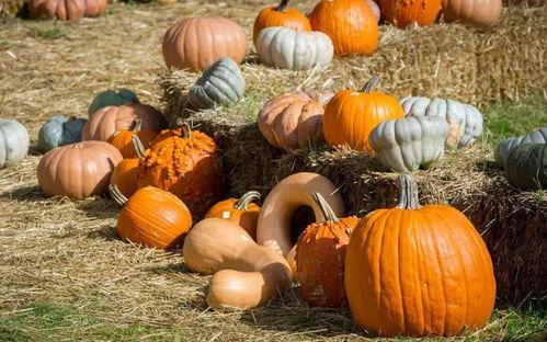 彩虹吃瓜群众小段,揭秘网络热议背后的趣味与思考