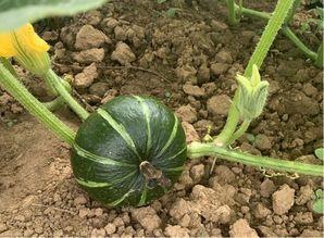 碧桂园吃瓜案例,一场网络舆论的风暴与反思