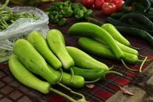 带苦味的三月瓜怎么吃,教你美味食用攻略