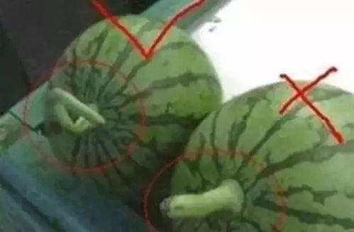 重庆吃瓜小妹,揭秘山城美食江湖