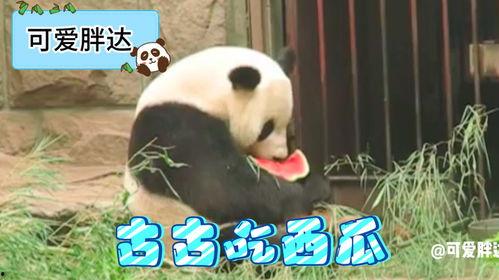 吃瓜熊猫,揭秘娱乐圈的“瓜田”趣事